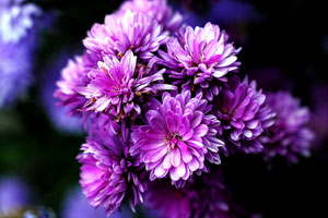 在哪开通最快的cc网页端